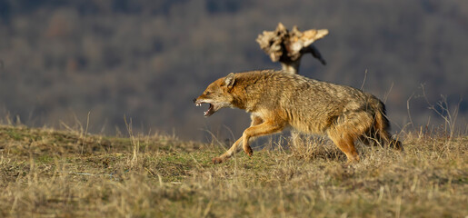 European Jackal Snarling