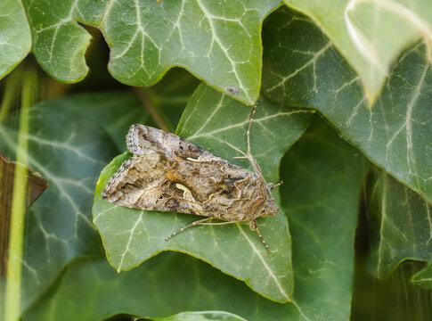Gammaeule (Autographa gamma)