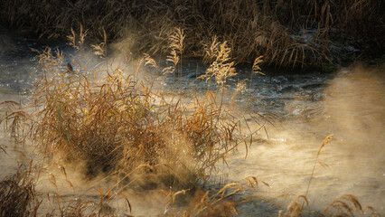 Beautiful early morning scenery at the mist and brown grass on the riverbank in the middle of winter