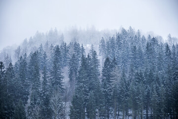 Snowy forest with tall pine trees during winter season