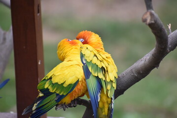Two couple parrots 