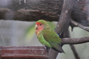 Green parrot 