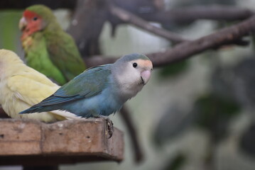 A bird
