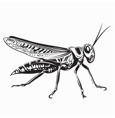 Grasshopper Image vector. Illustration Insect Grasshopper Stock Vector Image.