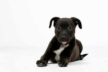 A Playful Black Puppy Sitting Cute on a Soft White Background Full of Joy and Life