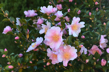 Naklejka premium 咲き始めはピンク色の花弁が、次第に白くなっていくサザンカ