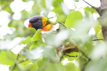 Head of a Rainbow Lorikeet Visible through the Leaves