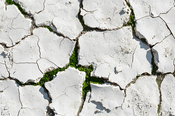 Dry cracked earth with green grass peeking through fissures, showcasing resilience in nature. This captures contrast between arid soil and life