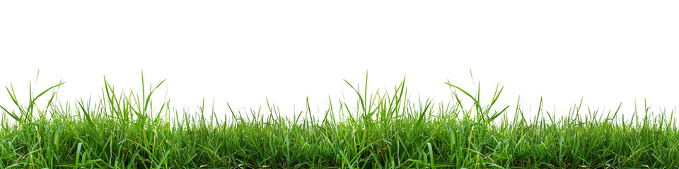Obraz premium A long green grassy field with no other objects in the background