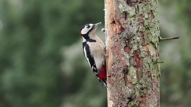 Buntspecht&nbsp;(Dendrocopos major)    