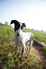 Dog playing in carrot farm in winter morning