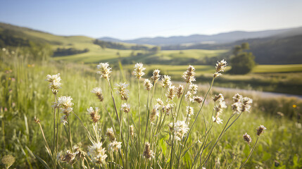 Obraz premium A summer mountain meadow filled with daisies under a blue sky