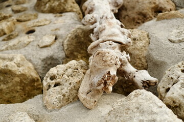 海　流木　模様