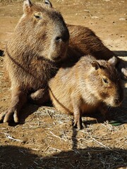close up of a capybara and its baby
