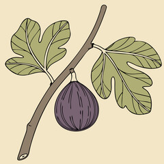 Ripe Fig on Branch Illustration