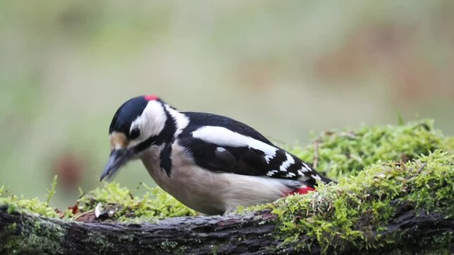 Buntspecht&nbsp;(Dendrocopos major) 