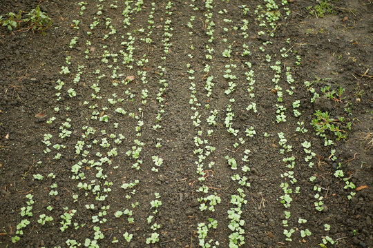 Radish young growing germination seeds fresh plant spring sprouts Raphanus raphanistrum sprout grows ground bio farmer farming agricultural farm garden, organically grown edible root vegetable Europe