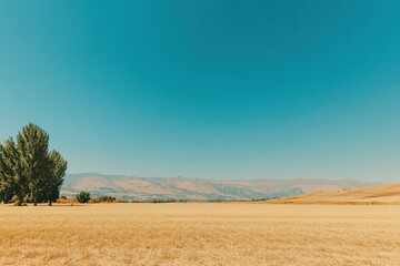 Obraz premium Peaceful Golden Field Under Clear Blue Sky with Gentle Hills in Background