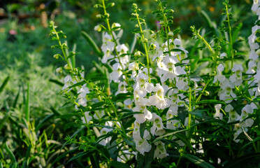 Angelonia Angustifolia potted grow in a greenhouse