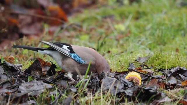 Eichelh&auml;her (Garrulus glandarius)  