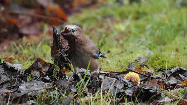 Eichelh&auml;her (Garrulus glandarius)  