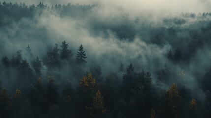 Obraz premium Charred Forest Landscape with Smoke and Contrast