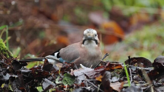 Eichelh&auml;her (Garrulus glandarius)  