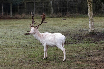 Stolzer Hirsch mit prächtigem und schweren Geweih
