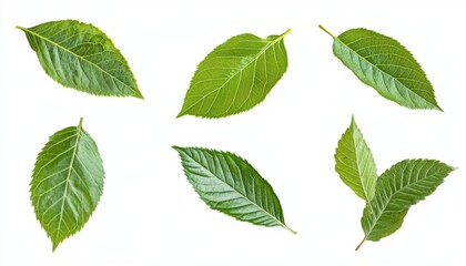 Naklejka premium Vibrant Green Leaves Collection Nature Botany Ecology Spring Summer