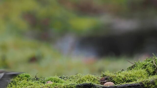 Eichelh&auml;her (Garrulus glandarius)   