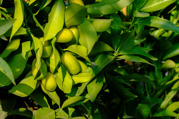 The mandarin or clementine tree grows at greenhouse
