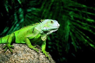 Obraz premium iguana