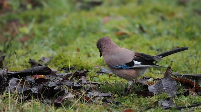 Eichelh&auml;her (Garrulus glandarius)  