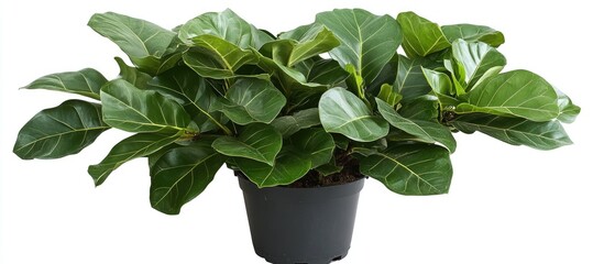 Ficus lirata bambino potted plant with vibrant green leaves ideal for enhancing home decor and enriching indoor gardening spaces