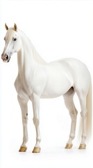 Obraz premium Majestic white horse standing on a white background
