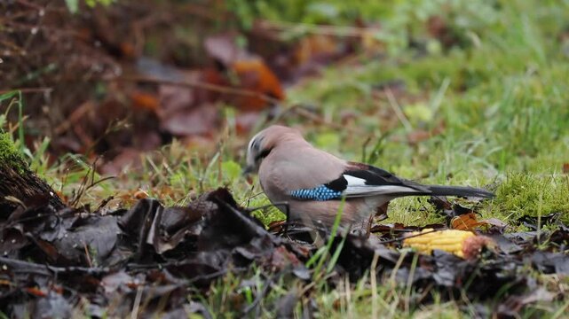 Eichelh&auml;her (Garrulus glandarius)  