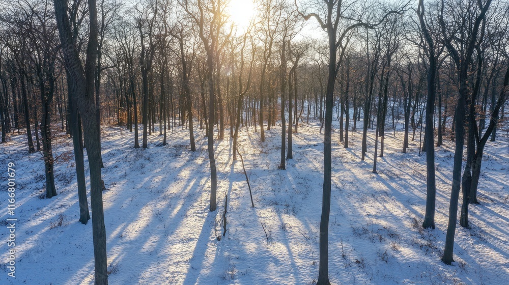 Poster aerial view of a snowy winter forest with sunlight streaming through bare trees creating shadows on 