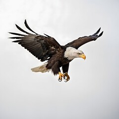 Obraz premium Majestic American Bald Eagle in Flight Against a Pure White Background for Use in Nature Documentation and Wildlife Conservation Awareness Campaigns