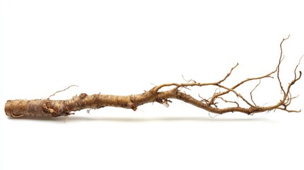 Dioscorea rubella root displayed against a white background highlighting its natural texture and organic features