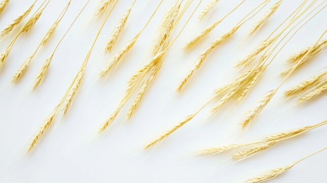 Golden wheat ears on white background with selective focus showcasing natural agricultural beauty and texture in top view composition.