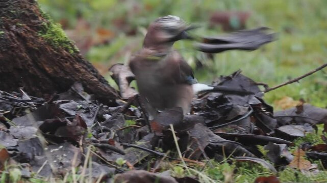 Eichelh&auml;her (Garrulus glandarius)  