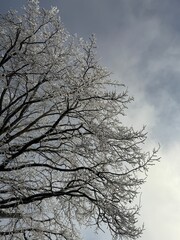 tree in winter