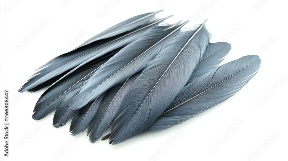 Poster gray bird wing feathers isolated on white background for natural textures and design elements