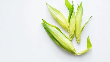 fresh corn cobs with husks on white background showcasing organic produce and healthy eating options
