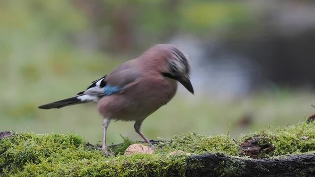 Eichelh&auml;her (Garrulus glandarius)  
