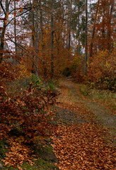 Autumn forest on a cloudy day, near the village of Jantar, Żuławy, northern Poland