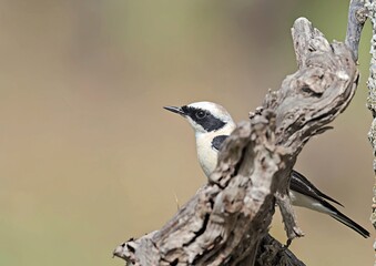 Black-eared Wheatear (Oenanthe melanoleuca), Crete