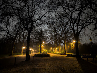 A park lane with trees silhouetted against lights captured during a foggy  winters night