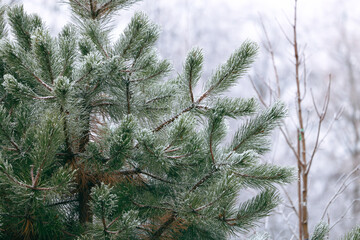 Naklejka premium Winter city park.