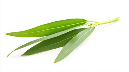 Fototapeta premium Fresh Eucalyptus Leaves Isolated on White Background for Natural Decoration